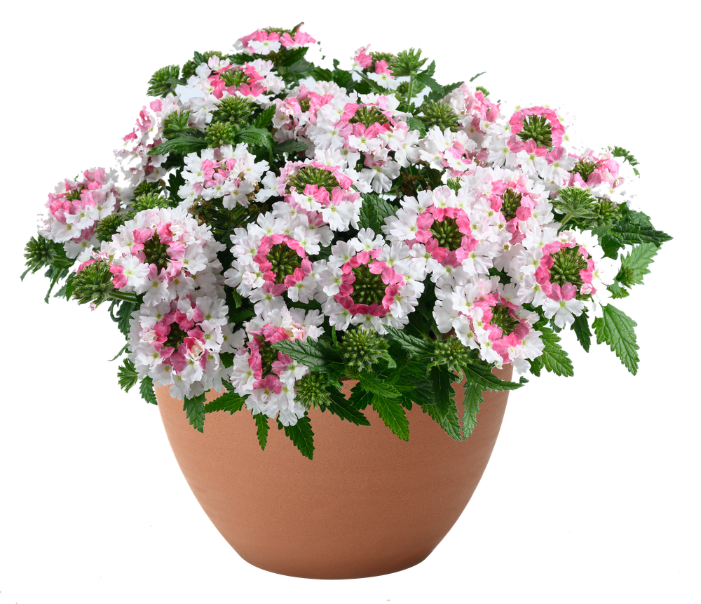 ЕВРО Вербена Verbena Vanessa Compact Bicolour Marshmallow укор черенок декабрь