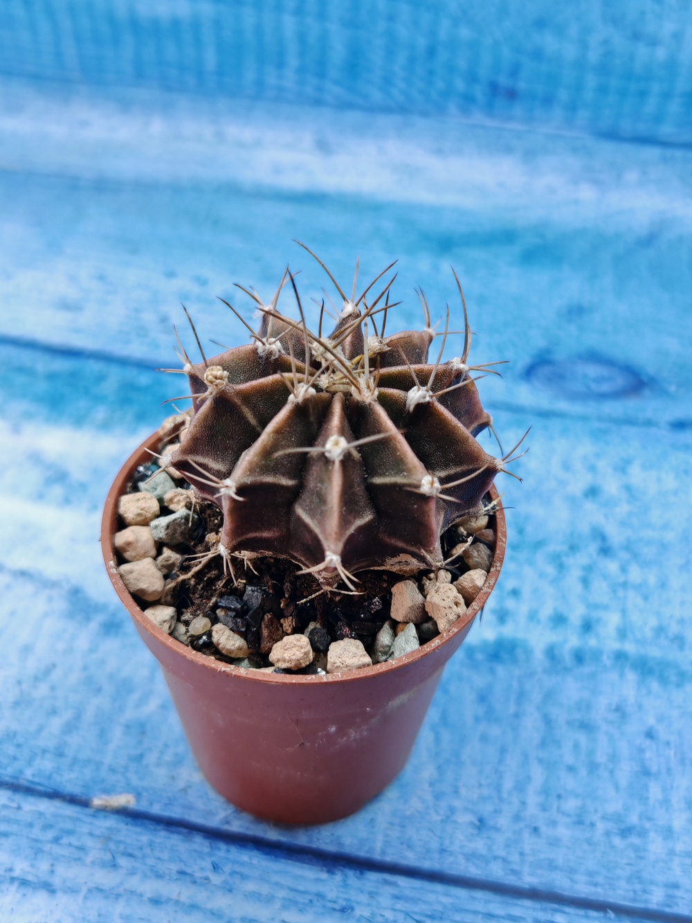 Gymnocalycium Friedrichii (Гимнокалициум)