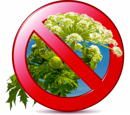 Грант от сорняков 250 мл (5-7 соток)