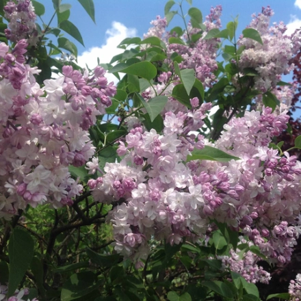 Сирень "Красавица Москвы"