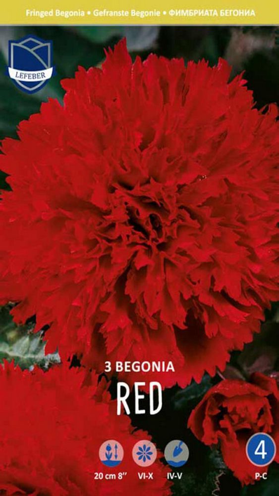 Бегония &quot;Fimbriata Red&quot;, Нидерланды.