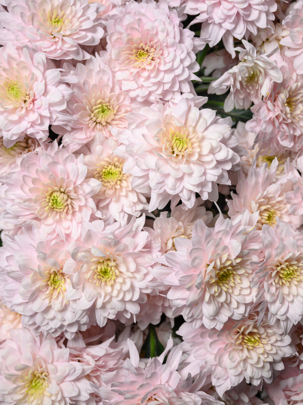 Моно букет из 25 цветных хризантем