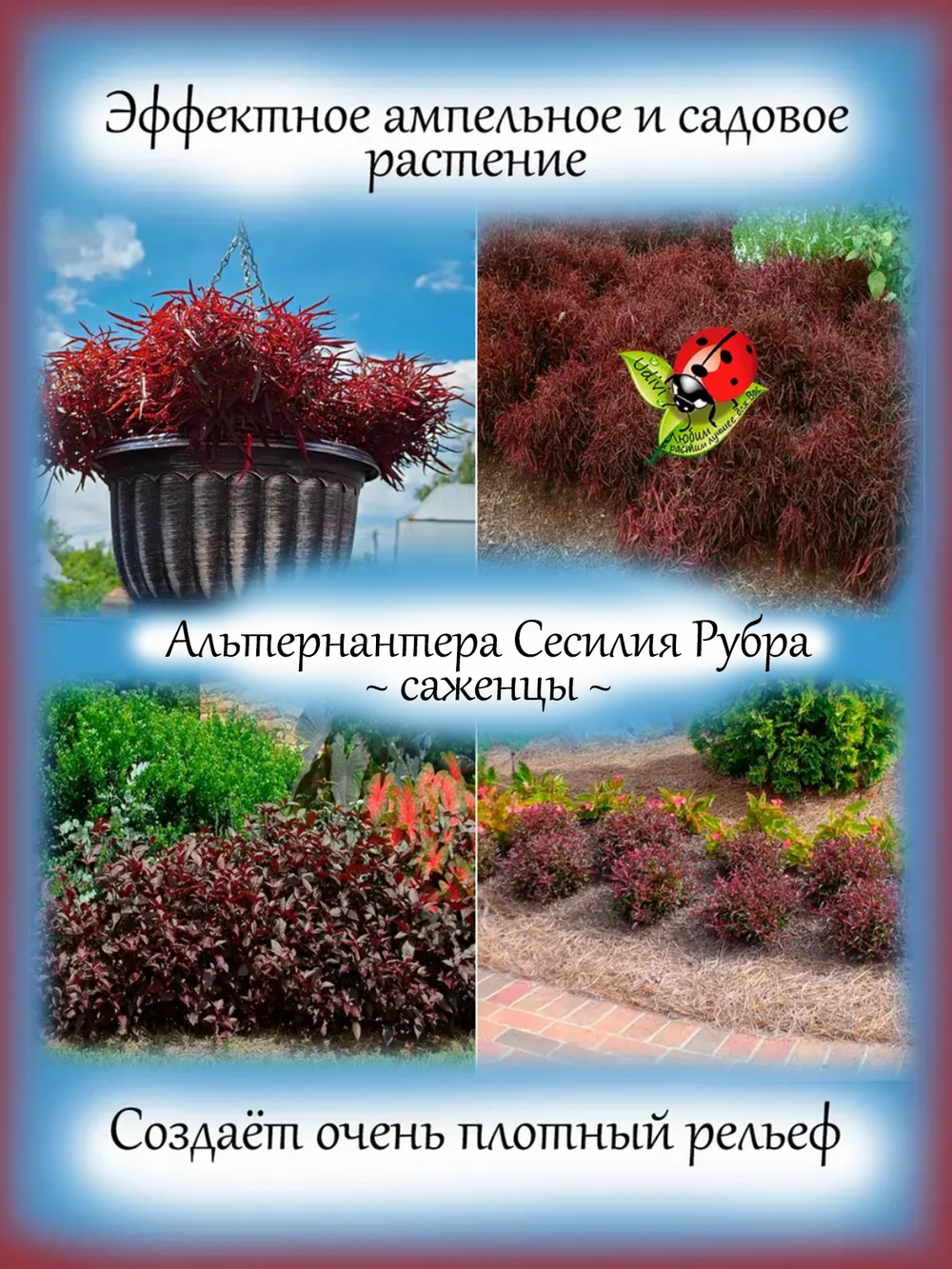 Альтернантера Сесилия Рубра