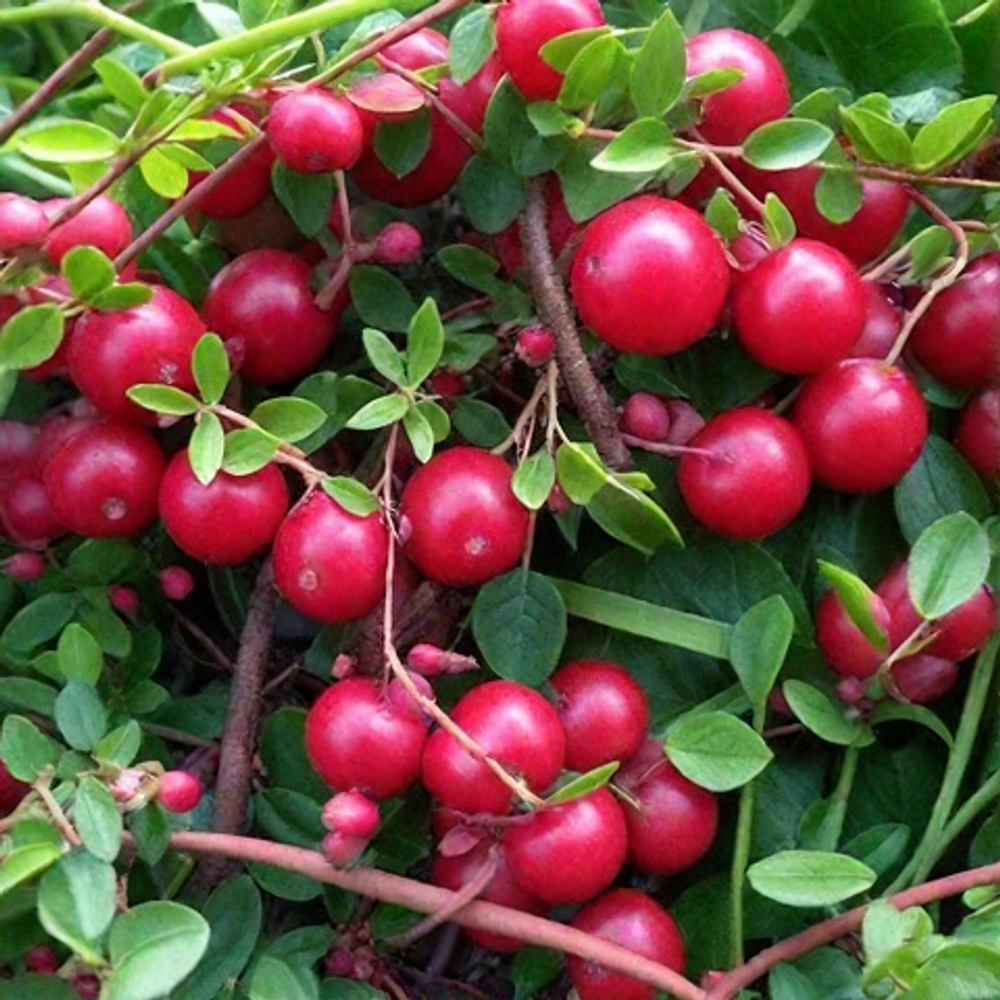 Клюква крупноплодная Пилигрим