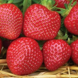 Земляника поздняя Мальвина Р9