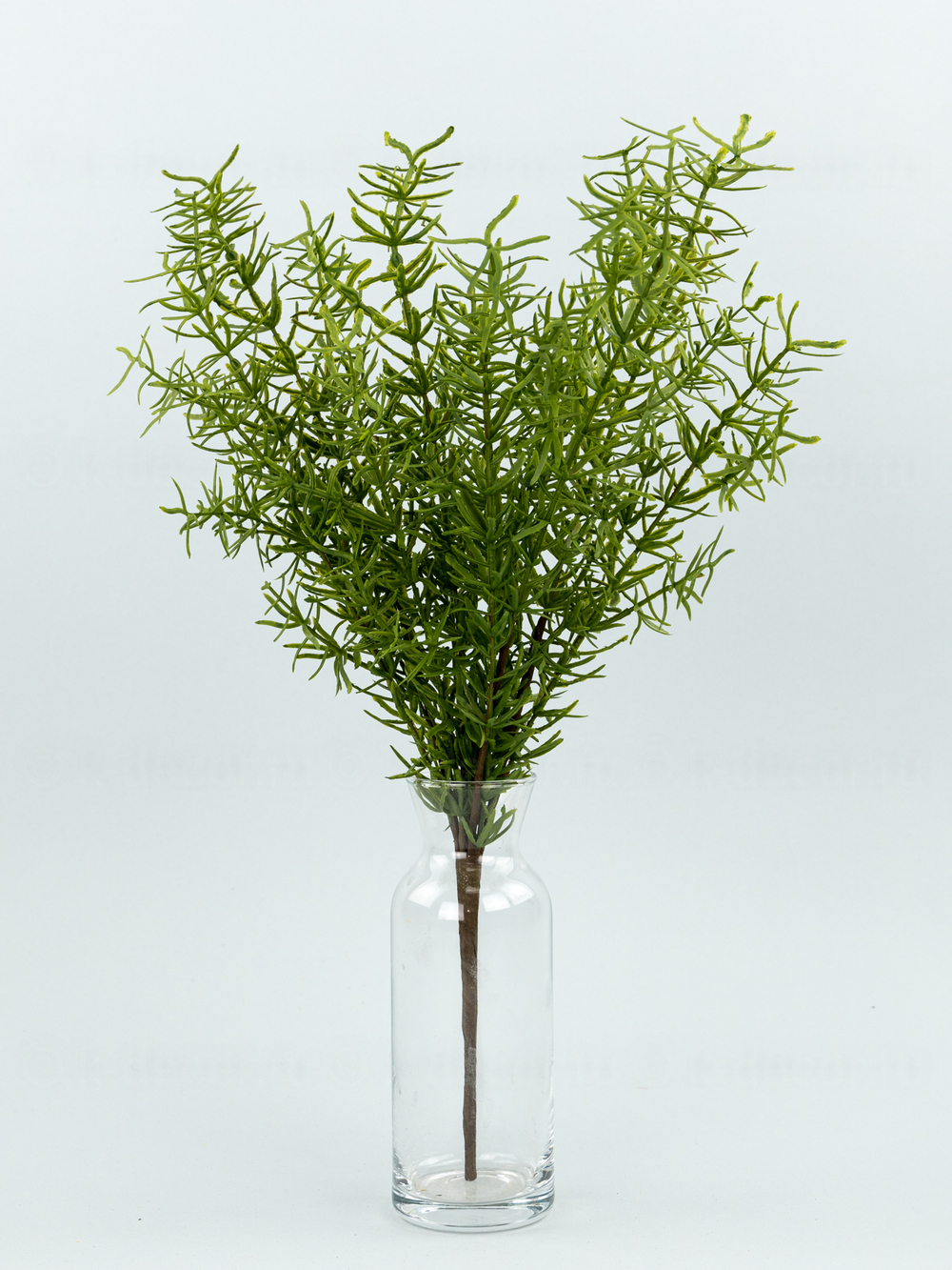 Куст Аспарагус Самсон