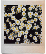 Фотопленка Fujifilm INSTAX SQUARE SUNSET 10 шт
