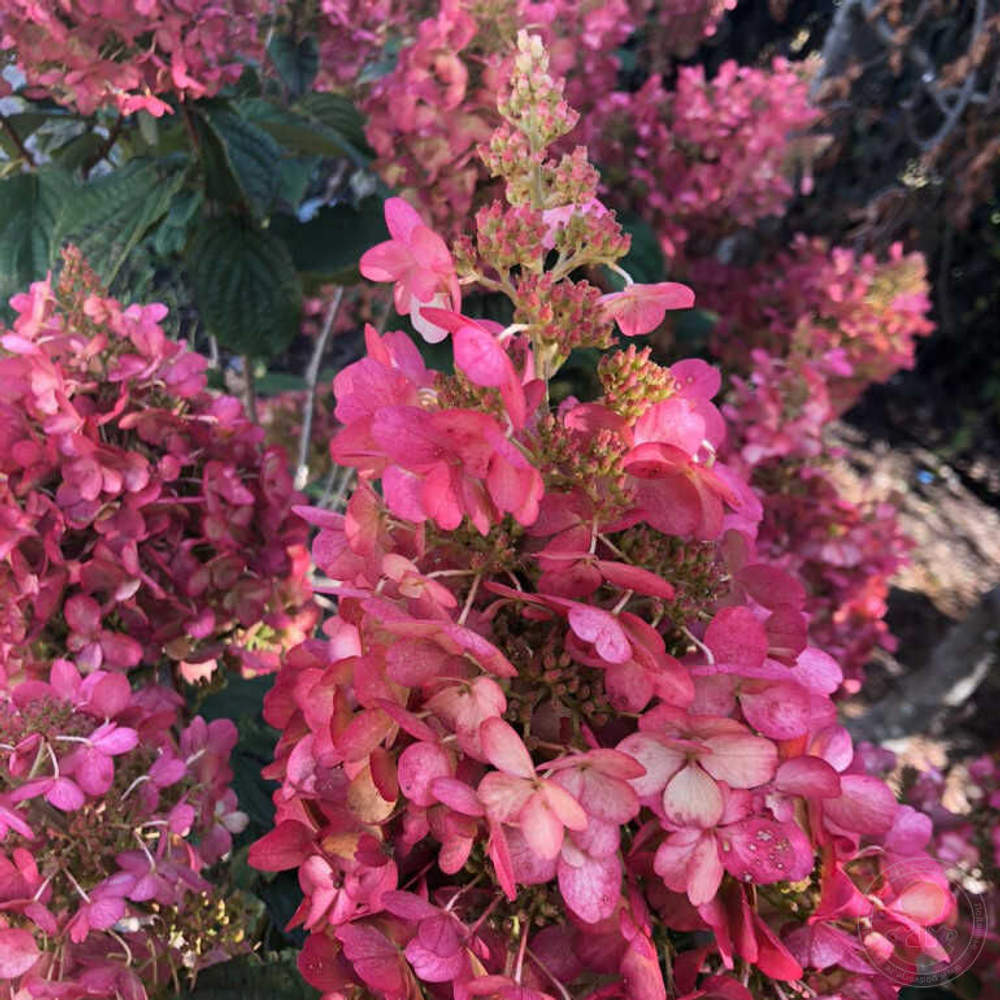 Гортензия метельчатая Петит Лантерн-маленький фонарик (Hydrangea paniculata "Petite Lantern")