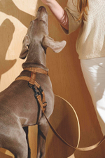 Шлейка "Пони-Компаньони" Рыжий