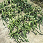 Антуриум VITTARIIFOLIUM