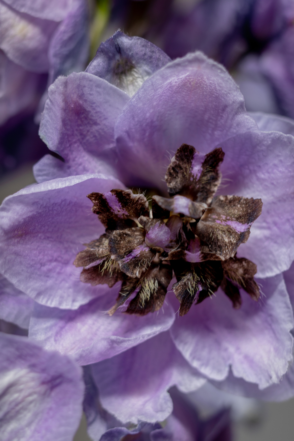 ДЕЛЬФИНИУМ Mix