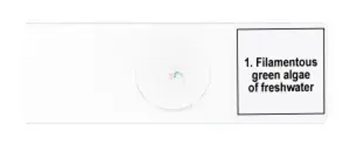 Набор микропрепаратов Levenhuk Discovery Prof DPS 5. «Биология»