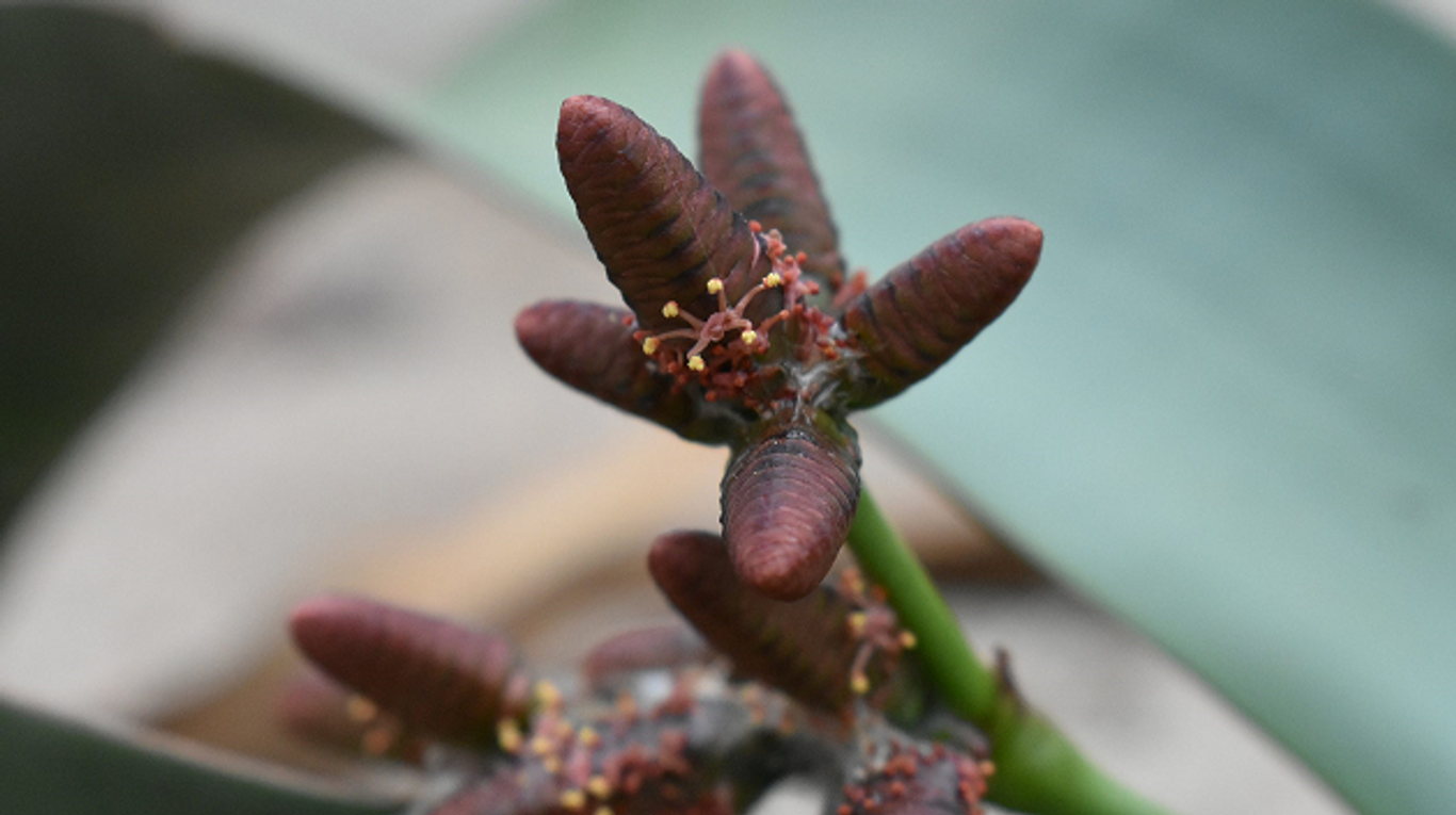 Вельвичия удивительная: Царица пустыни в Вашем доме