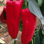 Каптур F1 семена перца сладкого (Seminis / Семинис)