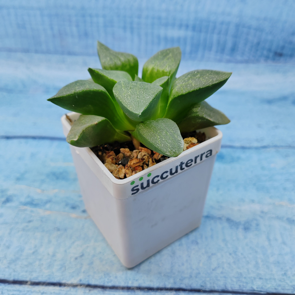 Haworthia Comptoniana Hybride hybrid (Хавортия)