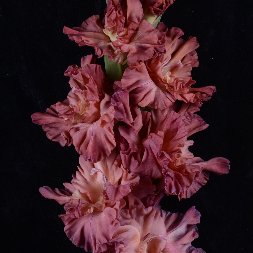 Гладиолус крупноцветковый Сумерки В Пустыне