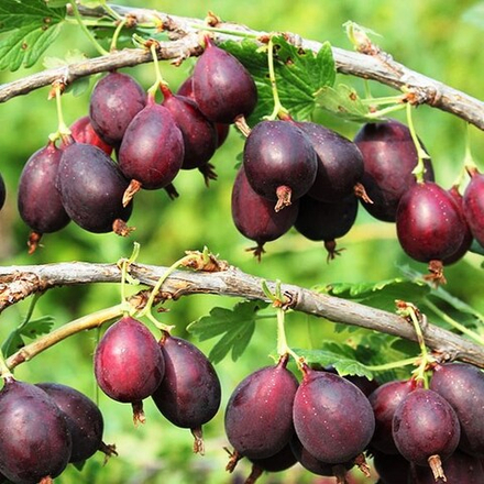 Крыжовник Серенада