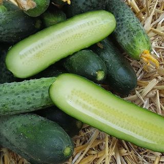 Огурец Антисипатор F1 10 (семян)