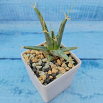 Leuchtenbergia Principis (Лейхтенбергия)
