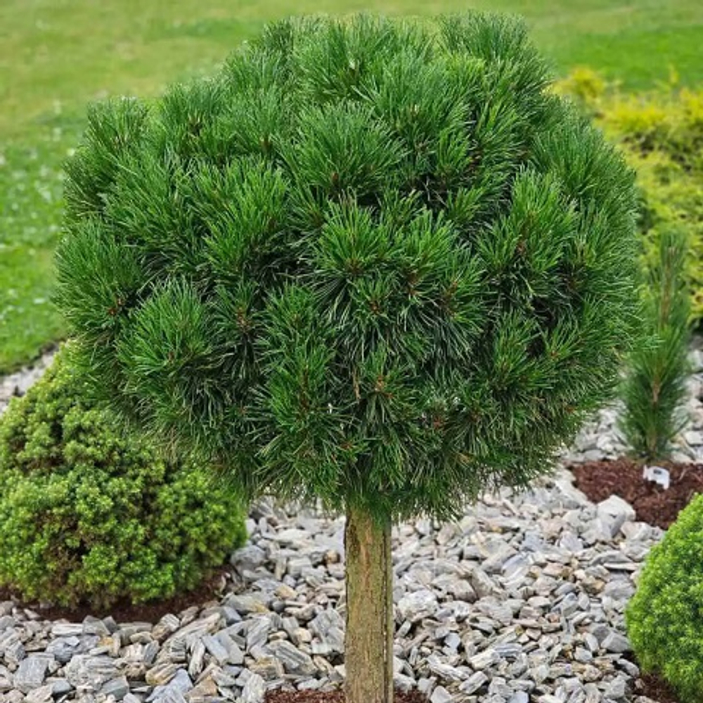 Сосна горная Бенжамин на штамбе