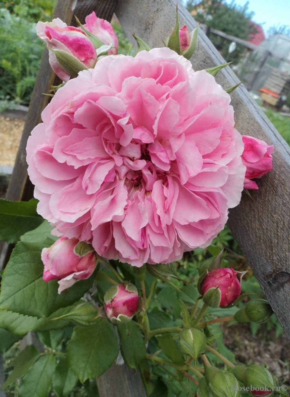 Роза Ютерсен Розенпринцессин (плетист)