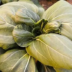 Пак чой БИО / 400 гр