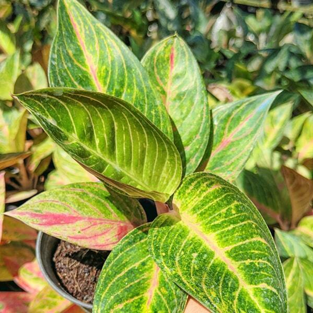 Аглаонема THONG PAN CHANG