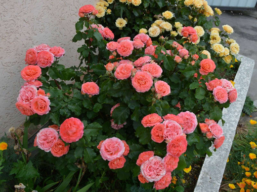 Роза Эмильен Гийо штамб 140 см Закупка М21 весна 2026