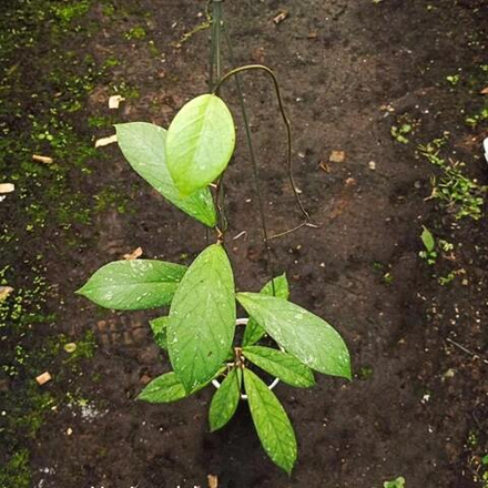 Хойя REJANG LEBONG