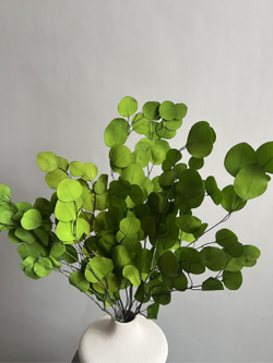 Эвкалипт Популус стабилизированный салатовый