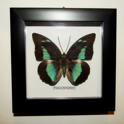 Бабочка Prepona demophoon в рамке