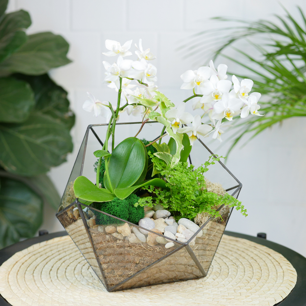 Готовый флорариум с белой орхидеей Икос