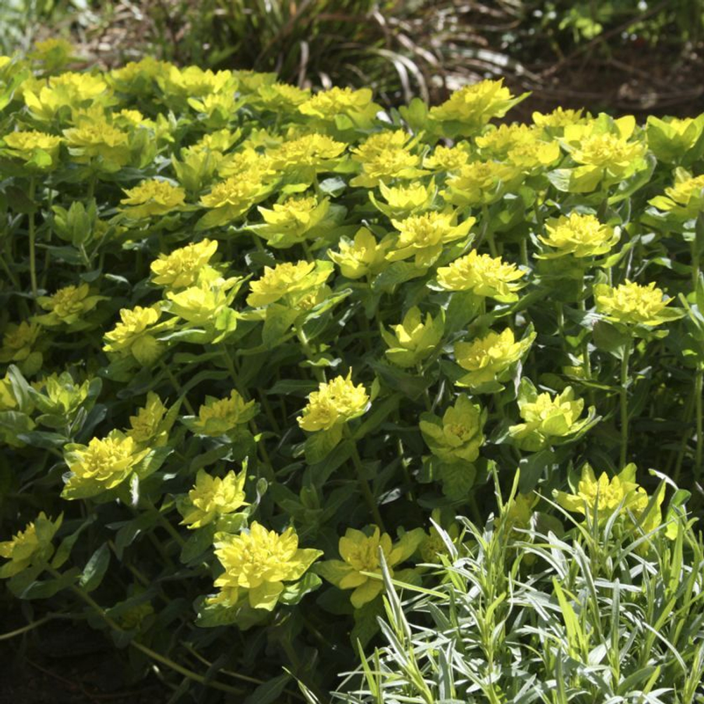 Молочай многоцветный. Euphorbia polychromа.