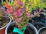 Барбарис Atropurpurea Nana Р12