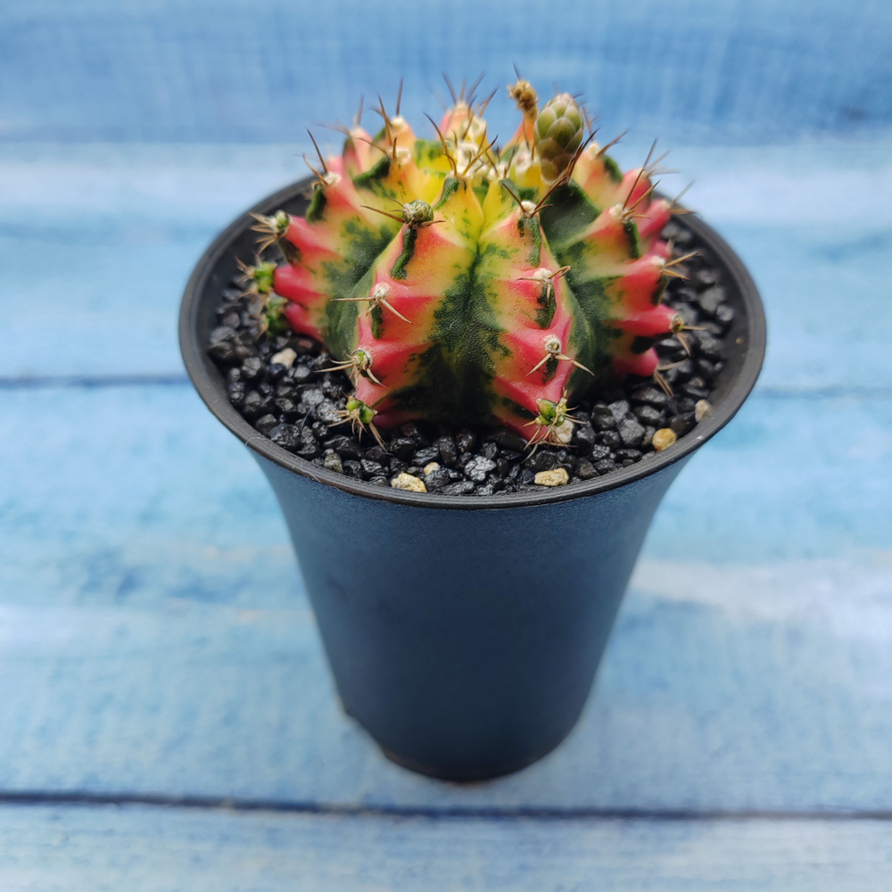 Gymnocalycium Variegata (Гимнокалициум Вариегатный)