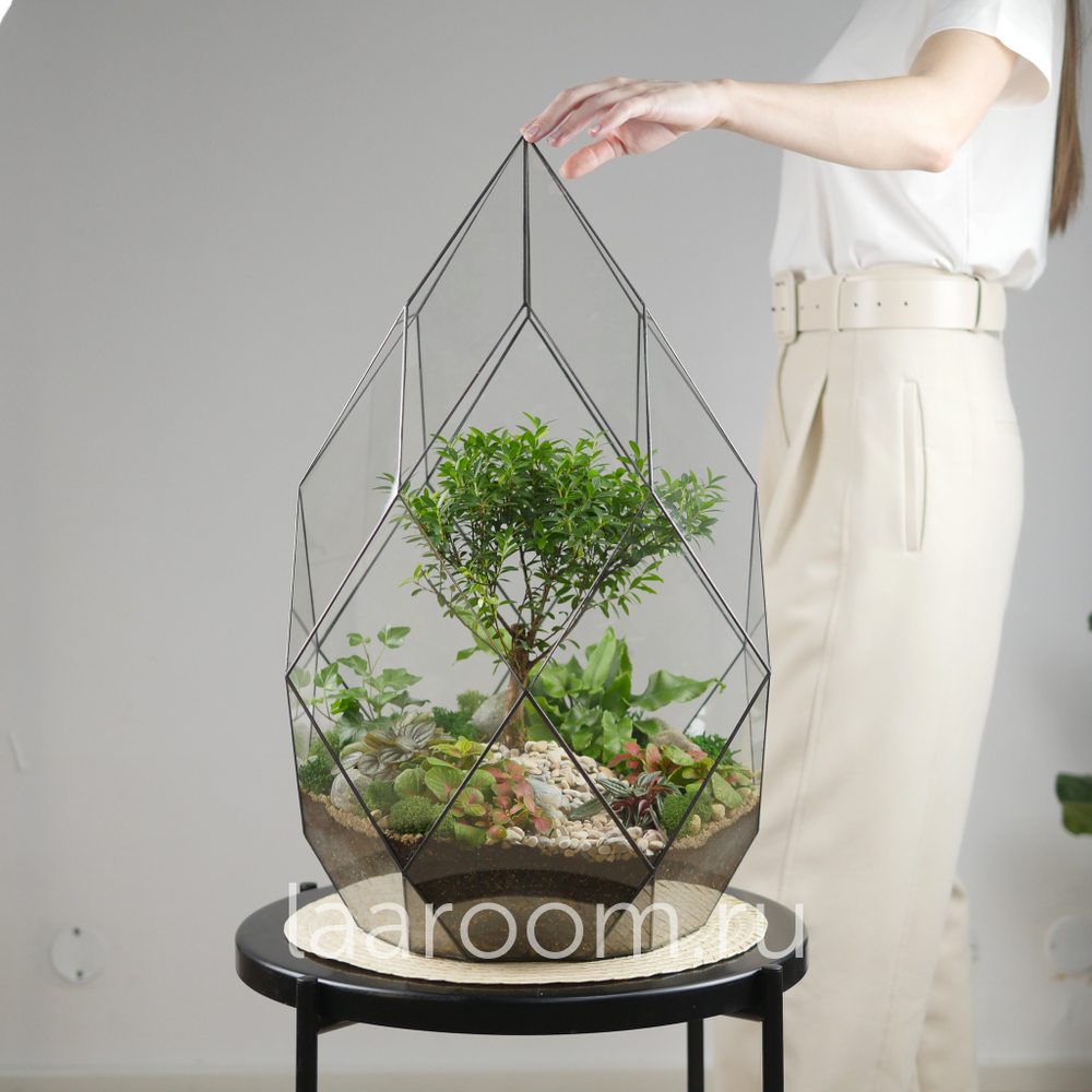 Флорариум бонсай Сизигиум Фаберже