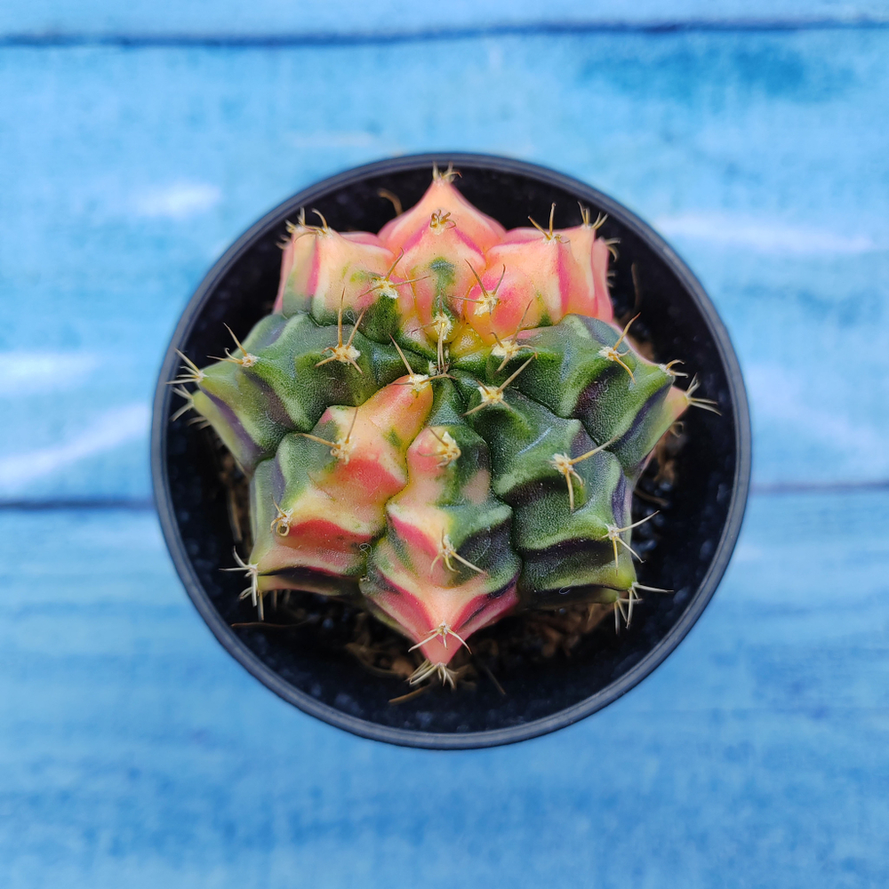 Gymnocalycium Variegata (Гимнокалициум Вариегатный)