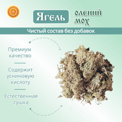 Ягель мох. Кладония.