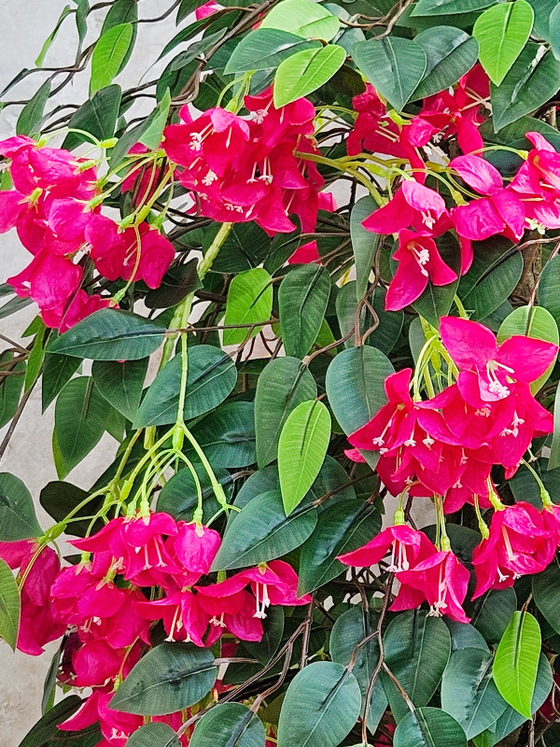 Искусственное дерево Бугенвиллия 150см малиновая в кашпо