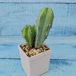 Myrtillocactus Geometrizans (Миртиллокактус)