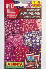 Цинерария Комнатная, смесь сортов СМЦ-616