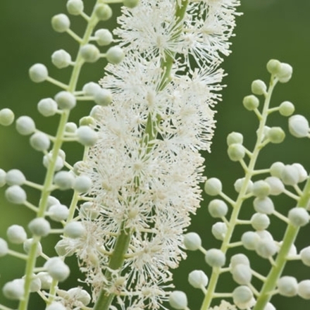 Клопогон (воронец) кистевидный. Actaea racemosa.