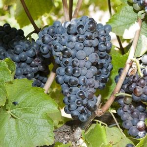 Гамэ, Гаме (Gamay) - чёрный сорт винограда