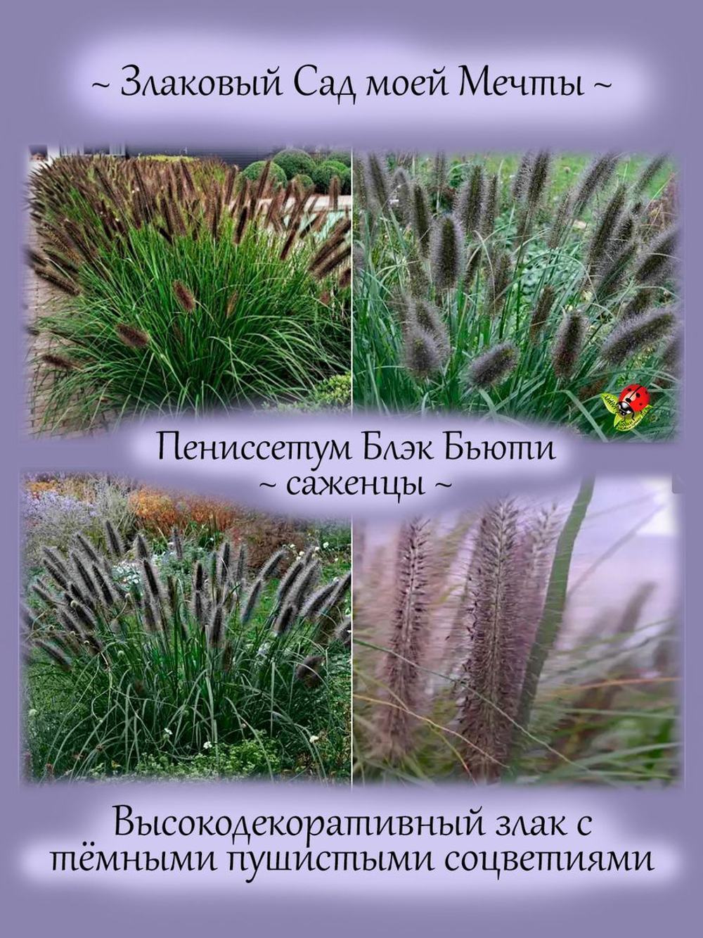 Злак Пеннисетум Блэк Бьюти лисохвостый многолетний