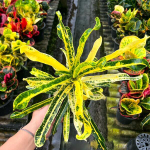 Кротон SAI RUNG THONG