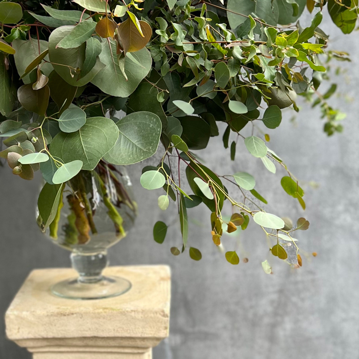 🍀 Музыка трепетных листьев — звучание множества сортов эвкалипта — Ø ~ 90 см