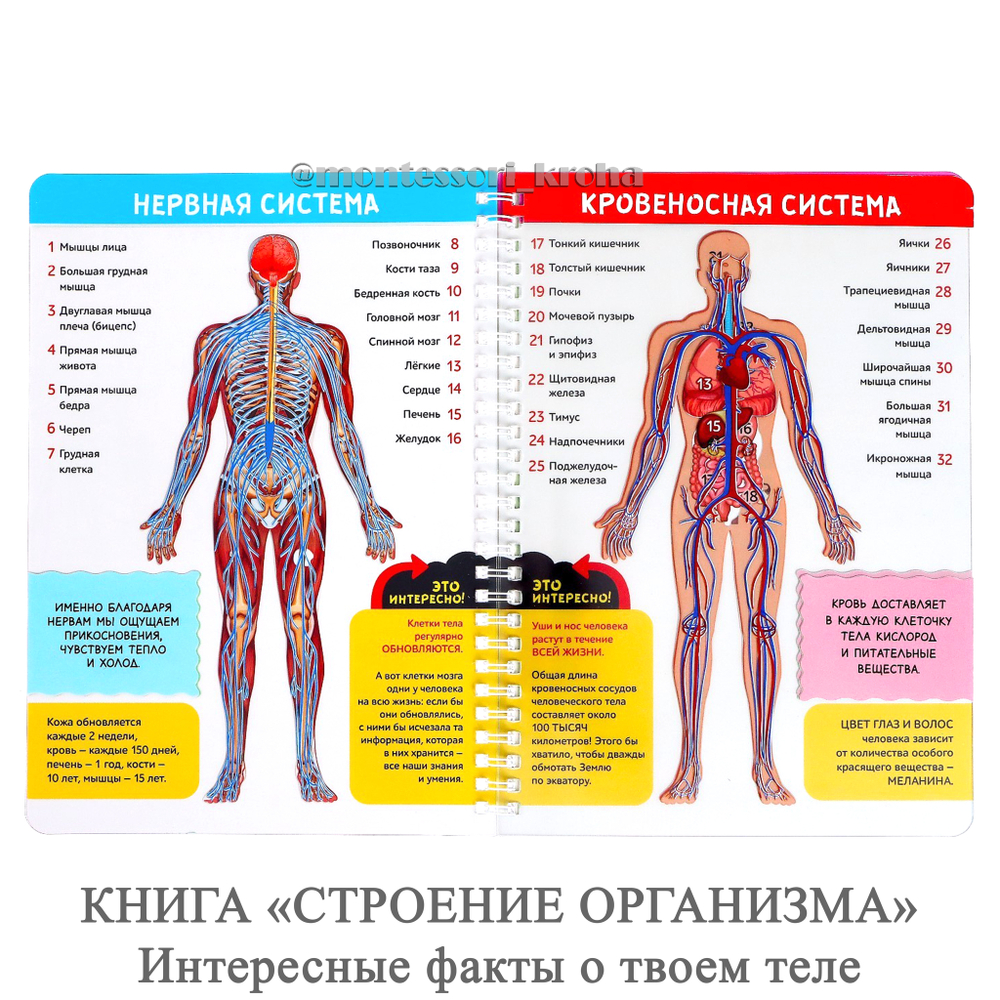 КНИГА «СТРОЕНИЕ ОРГАНИЗМА» Интересные факты о твоем теле