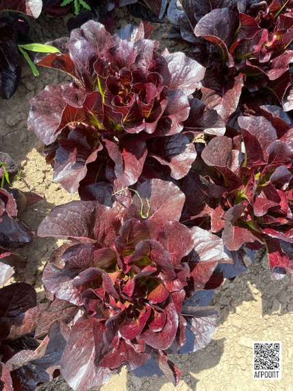 Туринус семена салата ромэн (Rijk Zwaan / Райк Цваан) в поле – фото 19