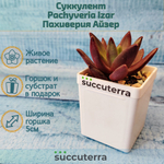 Pachyveria Izar (Пахиверия)
