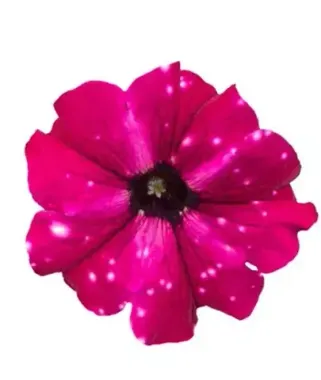 32291 Петуния STARTUNIA PURPLE POLAR
